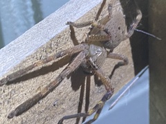 Neosparassus calligaster