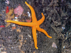 Henricia leviuscula
