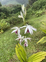 Phaius