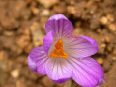 Crocus versicolor