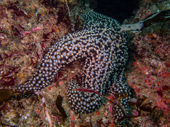 Pisaster giganteus