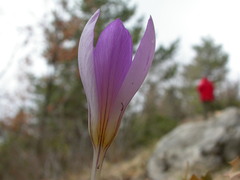 Crocus versicolor