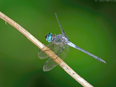 Cannaphila insularis