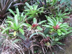 Neoregelia compacta