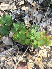 Parietaria floridana