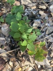 Parietaria floridana