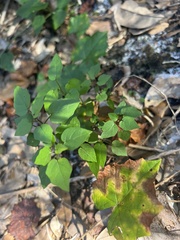 Parietaria floridana