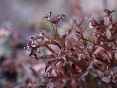 Cetraria ericetorum