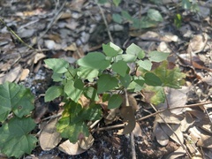 Parietaria floridana