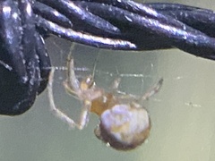 Cryptachaea veruculata