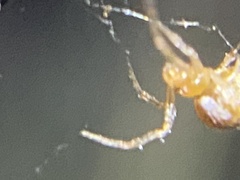 Cryptachaea veruculata