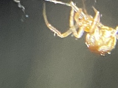 Cryptachaea veruculata