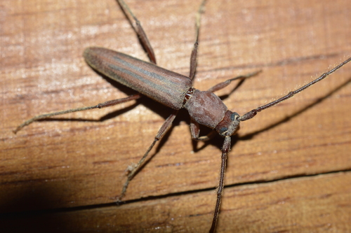 Macroeme priapica