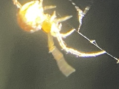 Cryptachaea veruculata