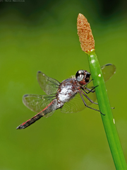 Libellula herculea