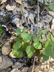 Parietaria floridana