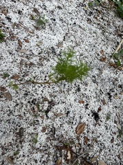 Eupatorium capillifolium