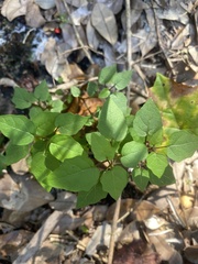 Parietaria floridana