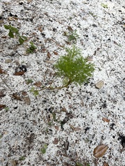 Eupatorium capillifolium