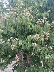Heptacodium