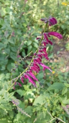 Salvia iodantha
