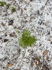Eupatorium capillifolium