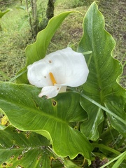 Zantedeschia aethiopica image