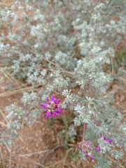 Dalea greggii