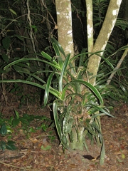 Billbergia pyramidalis