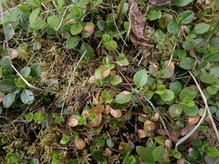 Linnaea borealis longiflora
