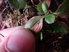 Linnaea borealis longiflora