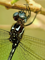 Brechmorhoga praecox
