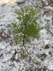 Eupatorium capillifolium