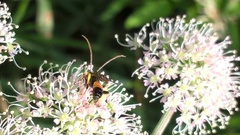 Ichneumon sarcitorius