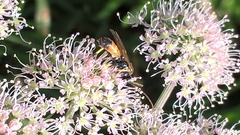 Ichneumon sarcitorius