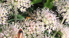 Ichneumon sarcitorius
