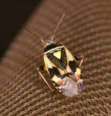 Polymerus