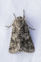 Acronicta auricoma