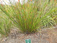 Elegia fistulosa
