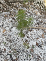 Eupatorium capillifolium