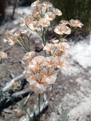Limonium longifolium
