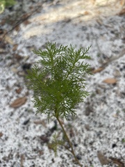 Eupatorium capillifolium