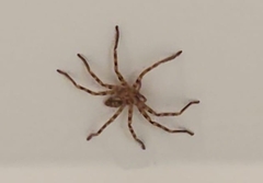 Eusparassus walckenaeri