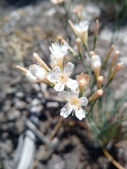 Limonium longifolium