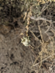 Asphondylia floccosa