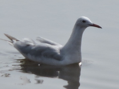 Chroicocephalus genei