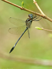 Brechmorhoga praecox