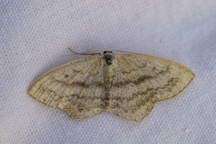 Scopula nigropunctata