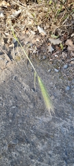 Hordeum murinum