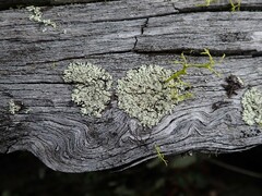 Parmeliopsis ambigua